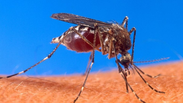 ¿Próxima pandemia por dengue? Guerrero alerta a las autoridades