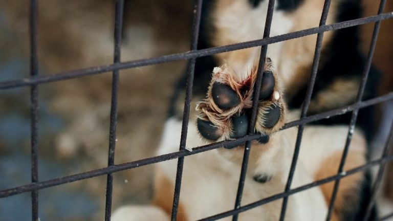 Reforma sobre bienestar animal en México: ¿Qué cambios impone la nueva ley?