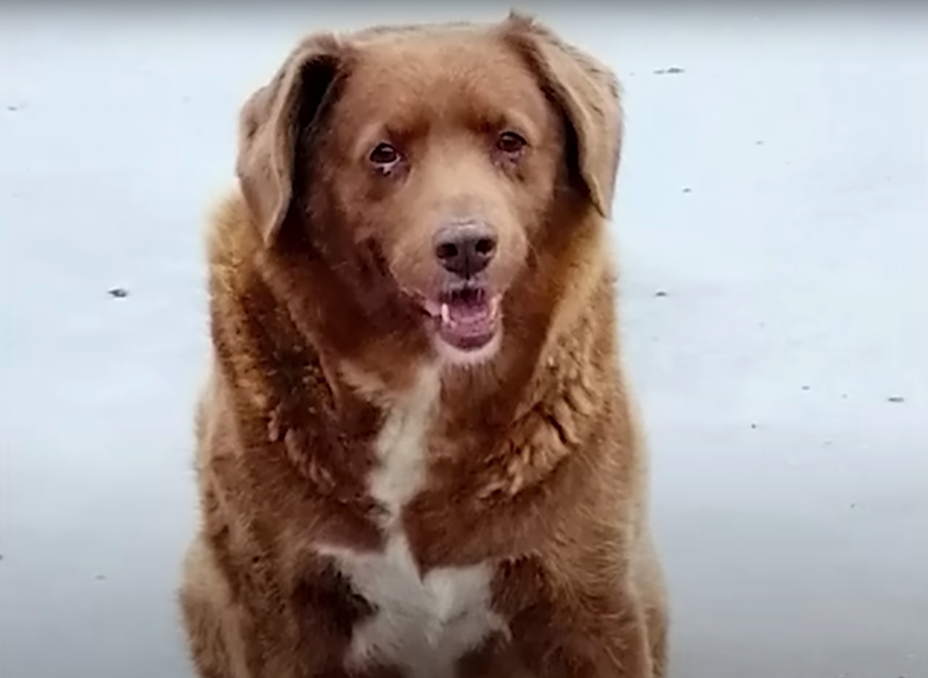 Bobi, el perrito más viejo de la historia según los Records Guinness