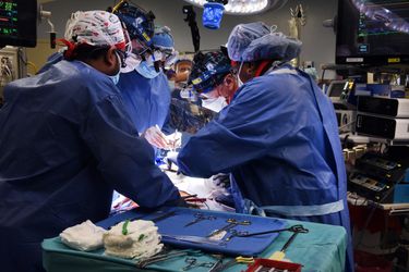 El corazón de un cerdo fue transplantado a un humano | Universidad de Maryland