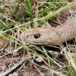 Congreso exhorta a municipios de la Huasteca a protocolos por fauna silvestre