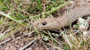 Congreso exhorta a municipios de la Huasteca a protocolos por fauna silvestre