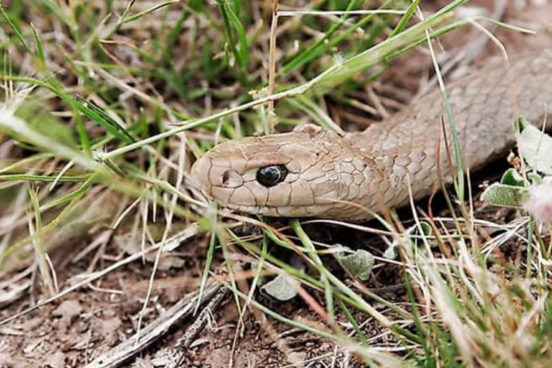 Congreso exhorta a municipios de la Huasteca a protocolos por fauna silvestre