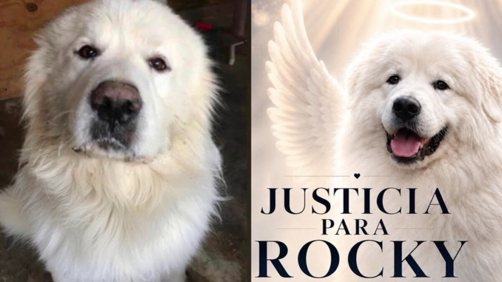 Crean petición para exigir justicia por muerte del perro Rocky