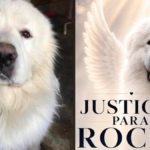 Crean petición para exigir justicia por muerte del perro Rocky