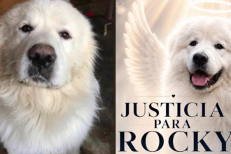 Crean petición para exigir justicia por muerte del perro Rocky