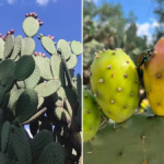 Llega la temporada de tunas a SLP