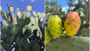 Llega la temporada de tunas a SLP