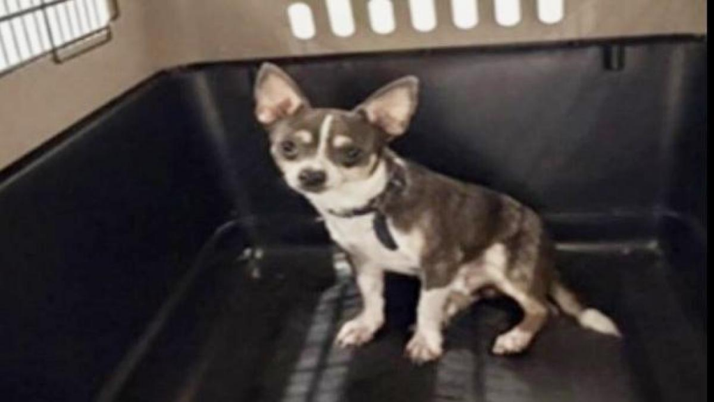 Panamá, el chihuahua desaparecido, fue localizado en Quintana Roo