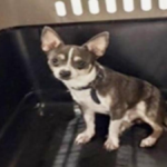 Panamá, el chihuahua desaparecido, fue localizado en Quintana Roo
