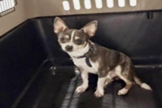 Panamá, el chihuahua desaparecido, fue localizado en Quintana Roo