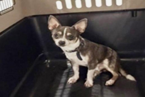 Panamá, el chihuahua desaparecido, fue localizado en Quintana Roo