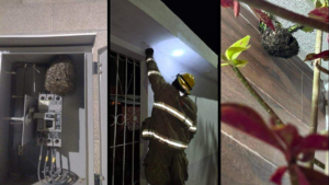 Retiran seis panales de avispas en Villa de Pozos
