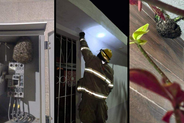 Retiran seis panales de avispas en Villa de Pozos