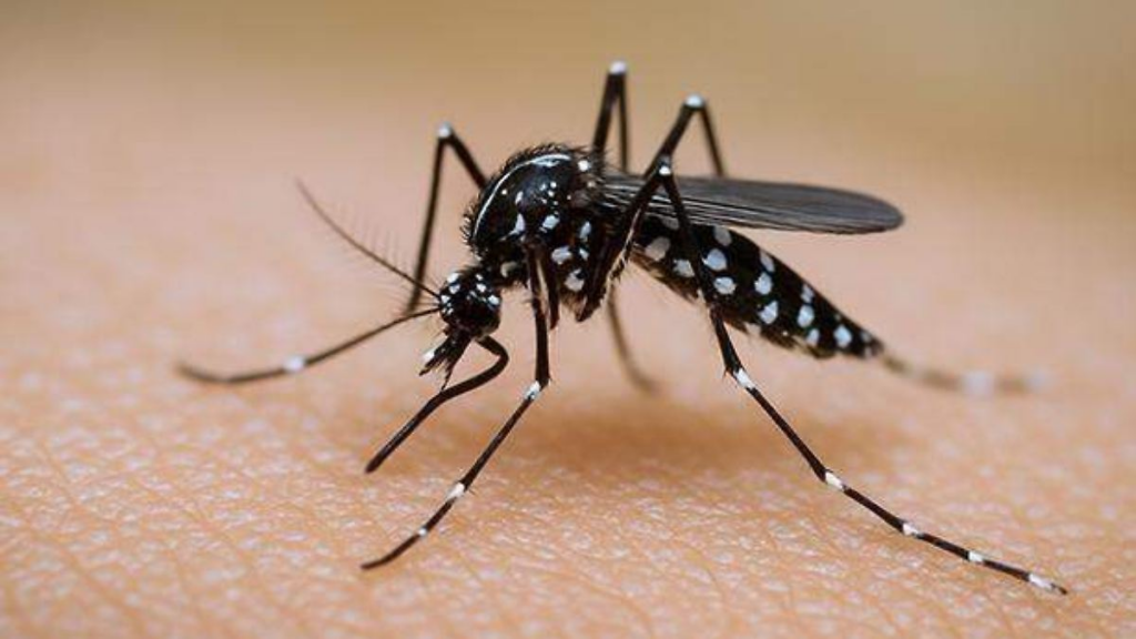 San Luis Potosí registra cero muertes por dengue en 2026