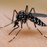 San Luis Potosí registra cero muertes por dengue en 2026