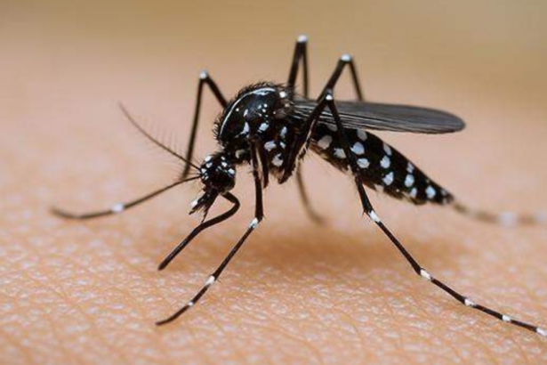 San Luis Potosí registra cero muertes por dengue en 2026